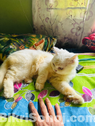Pure Persian cat